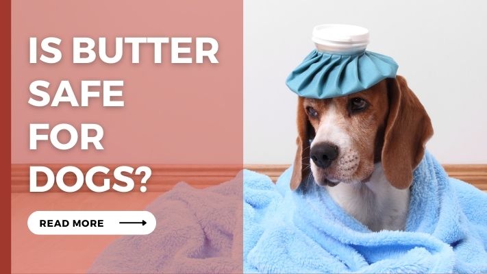 Is Butter Safe for Dogs