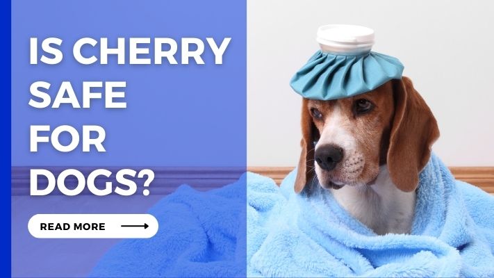 Is Cherry Safe for Dogs