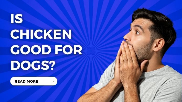 Is Chicken Good for Dogs