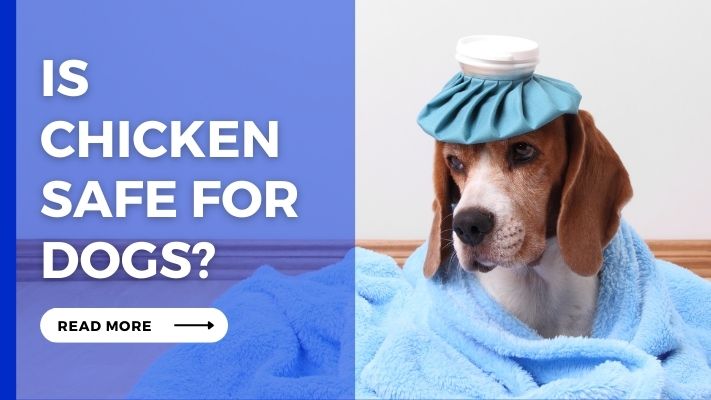 Is Chicken Safe for Dogs