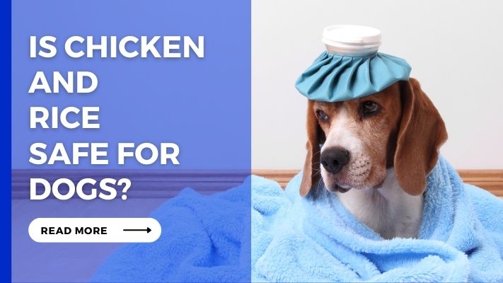 Is Chicken and Rice Safe for Dogs