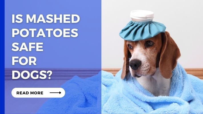 Is Mashed Potatoes Safe for Dogs