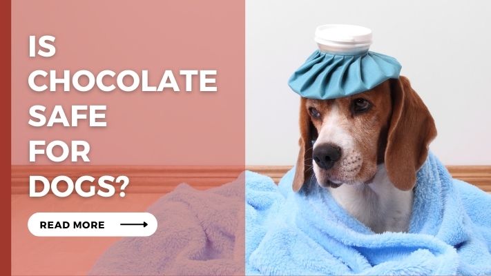 Is chocolate Safe for Dogs