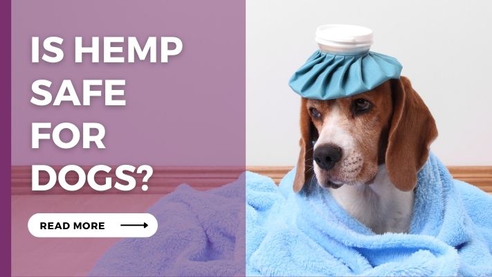 Is hemp Safe for Dogs