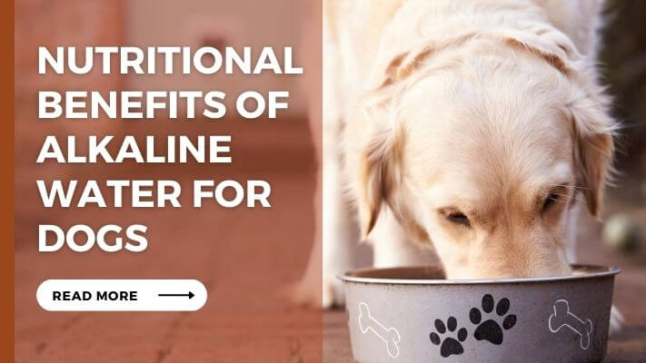 Nutritional Benefits of Alkaline Water for Dogs