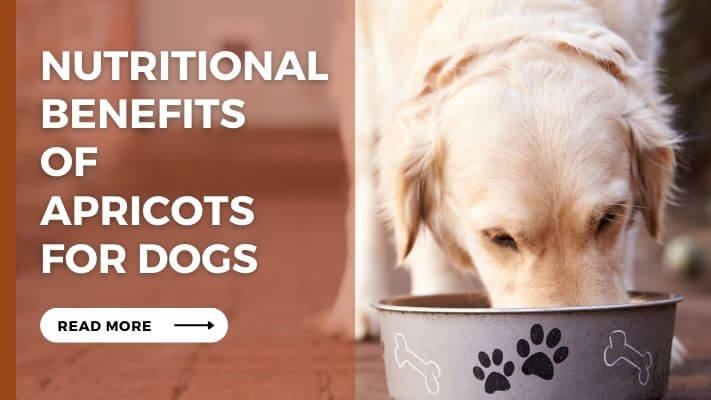 Nutritional Benefits of Apricots for Dogs