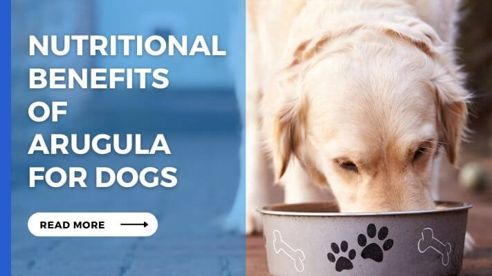 Nutritional Benefits of Arugula for Dogs