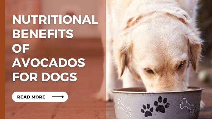 Nutritional Benefits of Avocados for Dogs