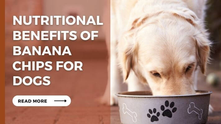 Nutritional Benefits of Banana Chips for Dogs