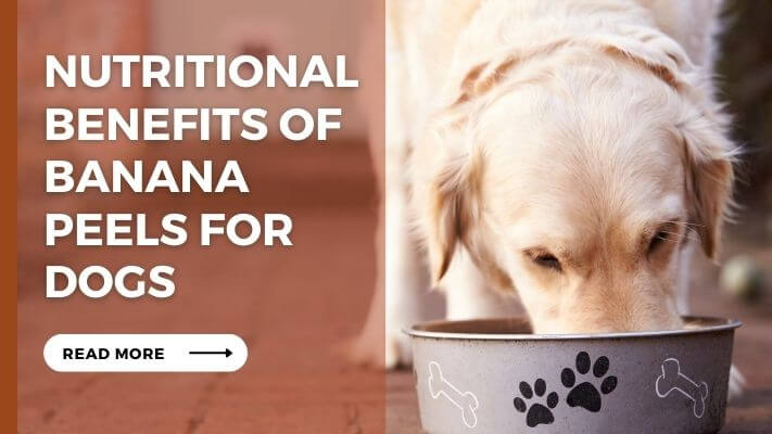 Nutritional Benefits of Banana Peels for Dogs