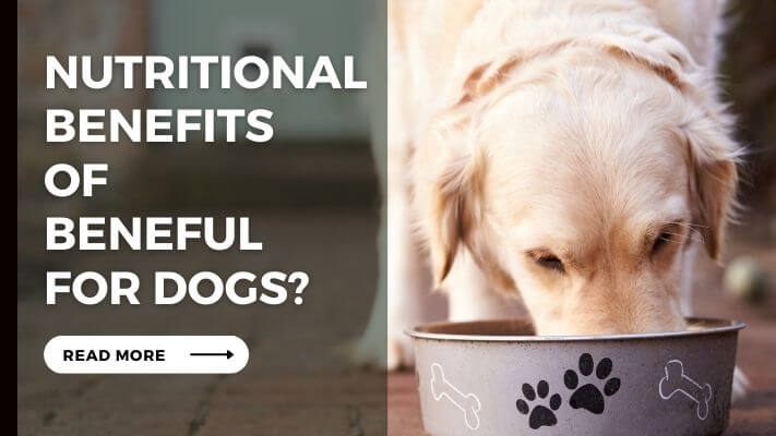 Nutritional Benefits of Beneful for Dogs