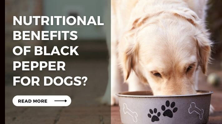 Nutritional Benefits of Black Pepper for Dogs