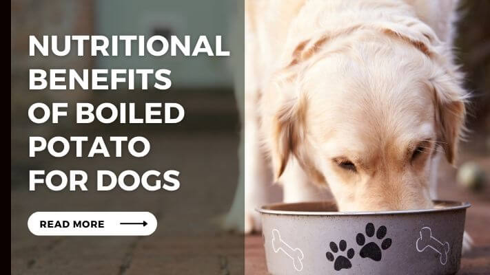 Nutritional Benefits of Boiled Potato for Dogs