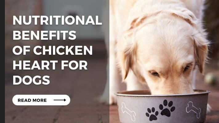 Nutritional Benefits of Chicken Heart for Dogs