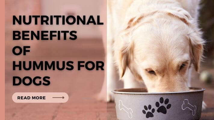 Nutritional-Benefits-of-Hummus-for-Dogs