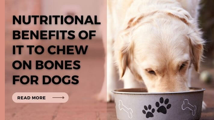 Nutritional-Benefits-of-It-To-Chew-On-Bones-for-Dogs