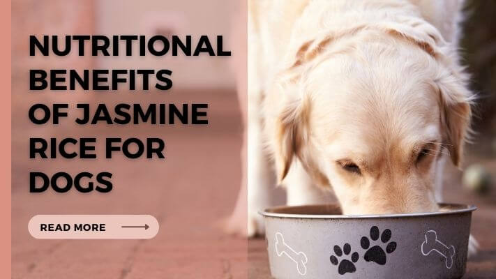 Nutritional-Benefits-of-Jasmine-Rice-for-Dogs