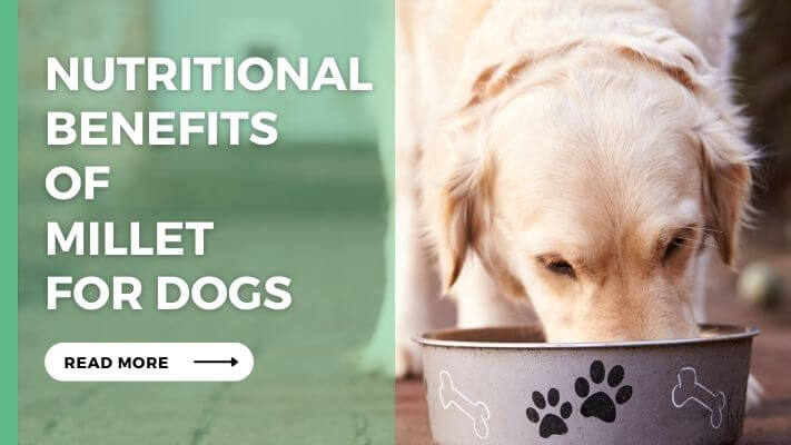 Nutritional Benefits of Millet for Dogs