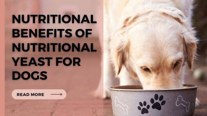 Nutritional-Benefits-of-Nutritional-Yeast-for-Dogs