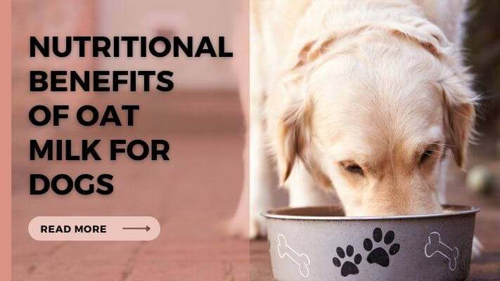 Nutritional-Benefits-of-Oat-Milk-for-Dogs