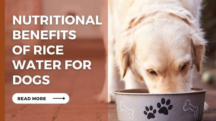 Nutritional Benefits of Rice Water for Dogs