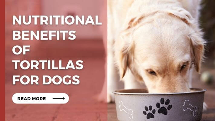 Nutritional Benefits of Tortillas for Dogs