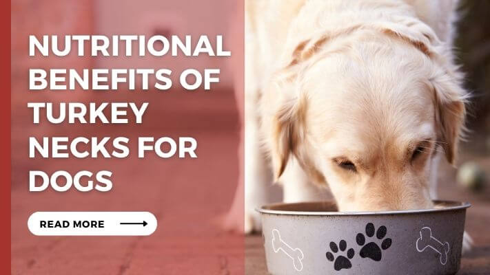 Nutritional Benefits of Turkey Necks for Dogs