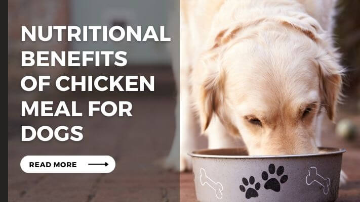 Nutritional Benefits of chicken meal for Dogs