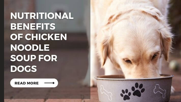 Nutritional Benefits of chicken noodle soup for Dogs