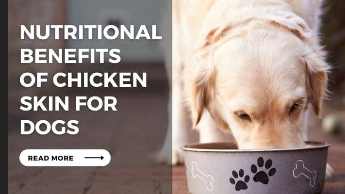 Nutritional Benefits of chicken skin for Dogs