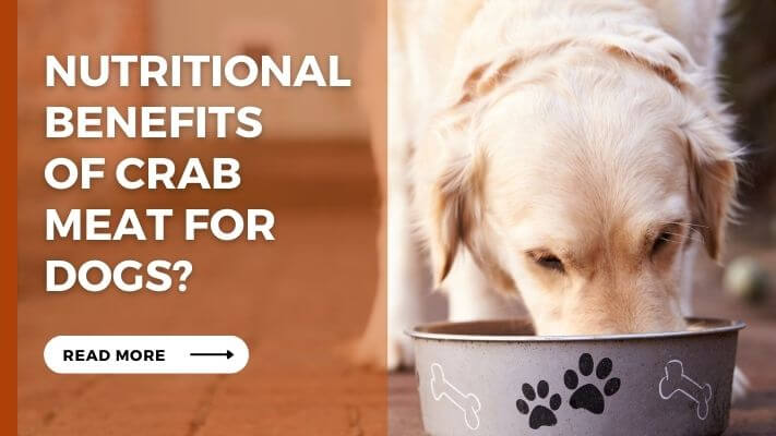 Nutritional Benefits of crab meat for Dogs