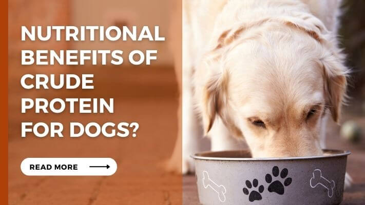 Nutritional Benefits of crude protein for Dogs