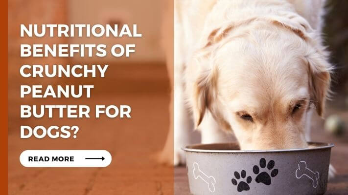 Nutritional Benefits of crunchy peanut butter for Dogs