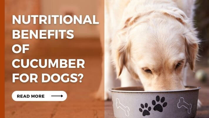 Nutritional Benefits of cucumber for Dogs