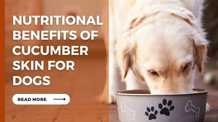 Nutritional Benefits of cucumber skin for Dogs