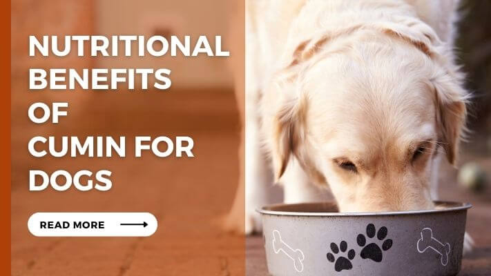 Nutritional Benefits of cumin for Dogs