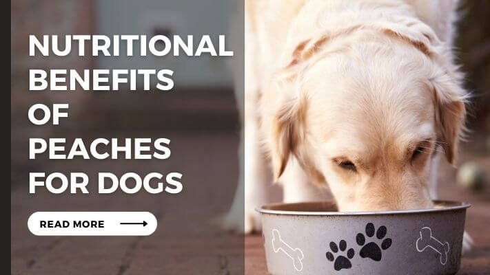 Nutritional Benefits of peaches for Dogs