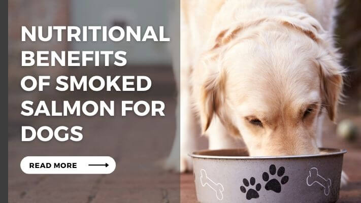 Nutritional Benefits of smoked salmon for Dogs