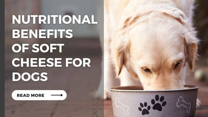 Nutritional Benefits of soft cheese for Dogs