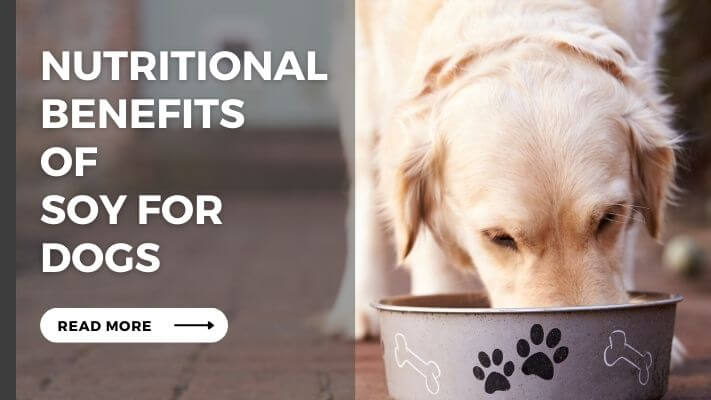 Nutritional Benefits of soy for Dogs