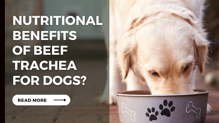 Nutritional Benefits of Beef Trachea for Dogs