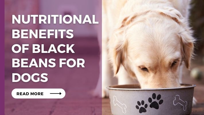 Nutritional_Benefits__of_Black_Beans_for_Dogs