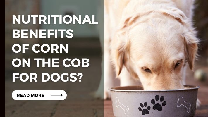 Nutritional_Benefits of Corn on the Cob for Dogs