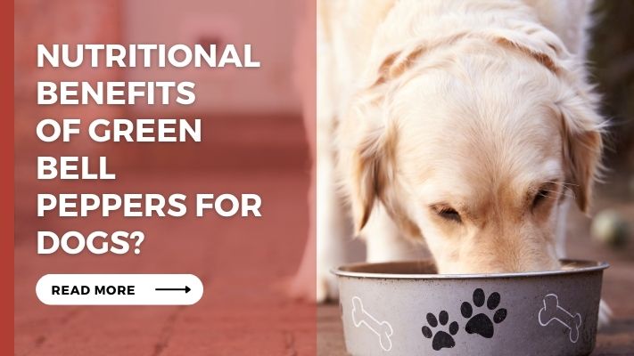 Nutritional Benefits of Green Bell Peppers for Dogs