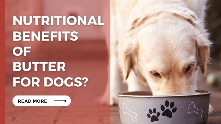 Nutritional Benefits of Butter for Dogs