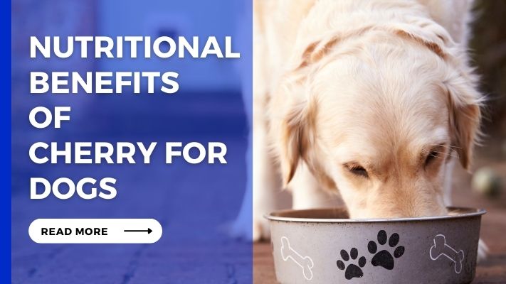 Nutritional Benefits of Cherry for Dogs