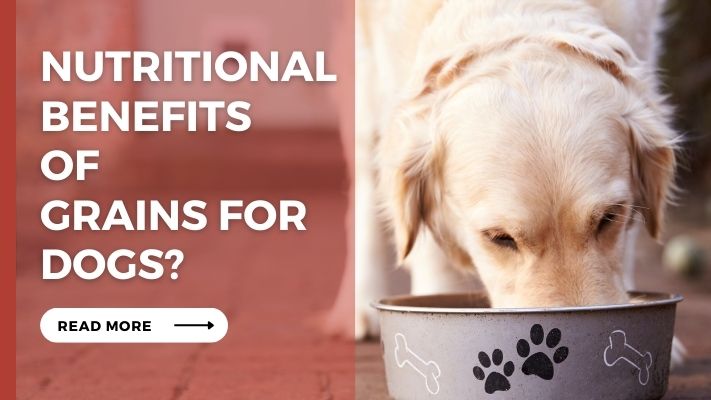 Nutritional Benefits of Grains for Dogs