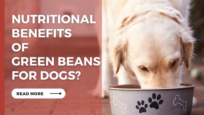 Nutritional Benefits of Green Beans for Dogs