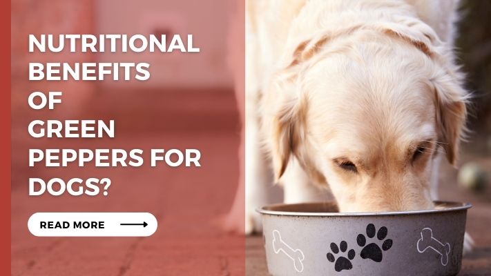 Nutritional Benefits of Green Peppers for Dogs