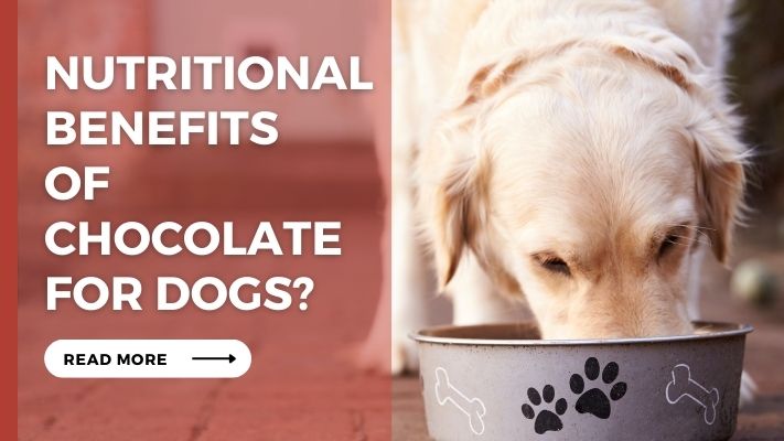 Nutritional Benefits of_chocolate for Dogs